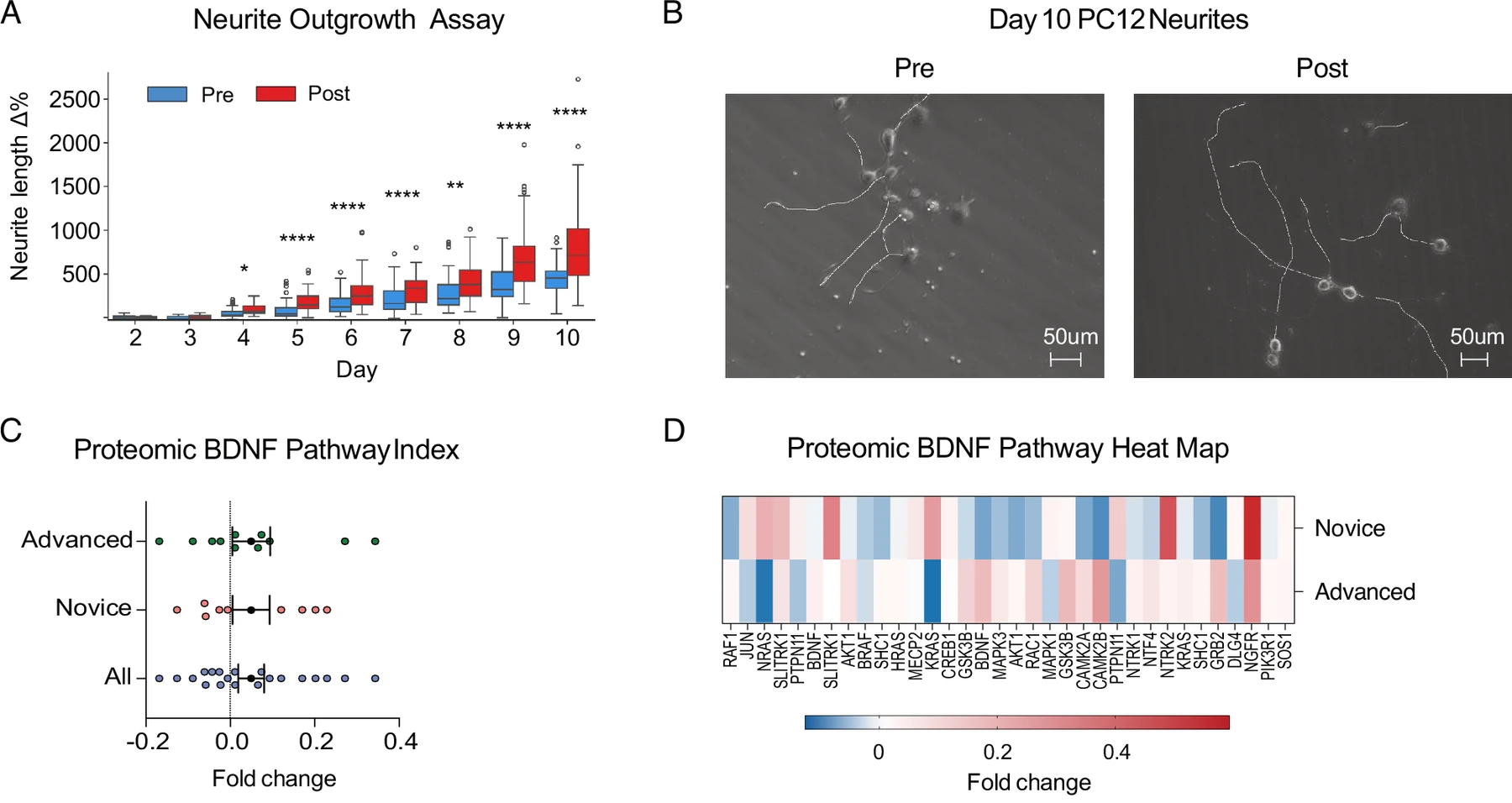 Neurite outgrowth, microscopy, and BDNF pathway results from the published study