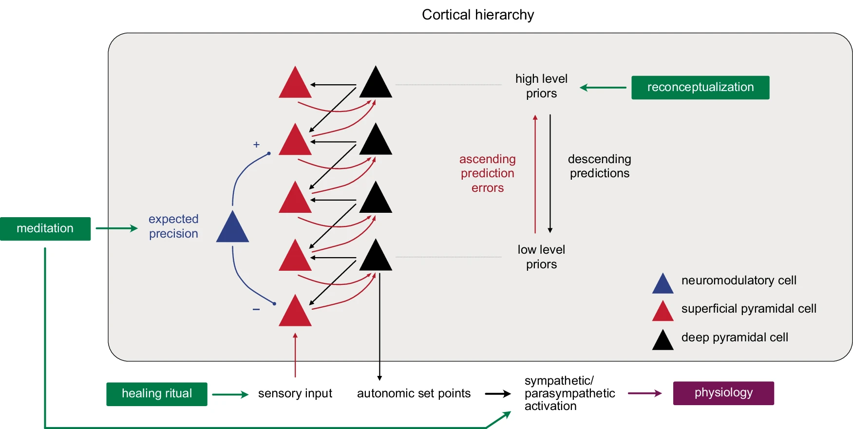 Proposed cortical model connecting reconceptualization, meditation, healing ritual, and physiology